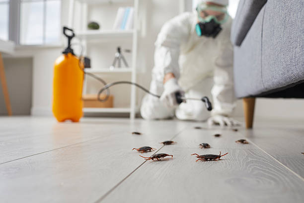Post-Treatment Bed Bug Interceptor Monitoring in Stone Park